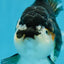 CHUBBY A Grade Tricolor Yuanbao Male 5-5.5 inches #121925YB_10