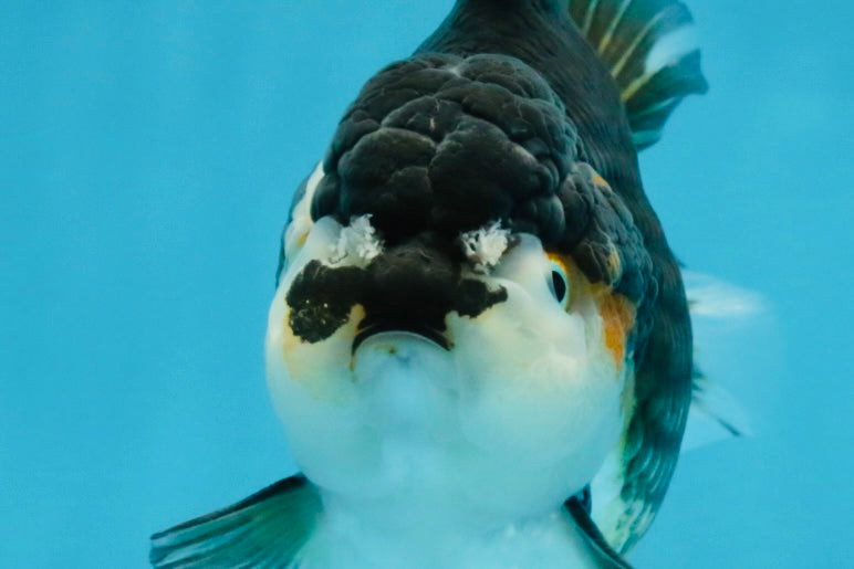 CHUBBY A Grade Tricolor Yuanbao Male 5-5.5 inches #121925YB_10