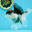 A Grade Tricolor Oranda Male 4.5-5 inches #112924OR_15