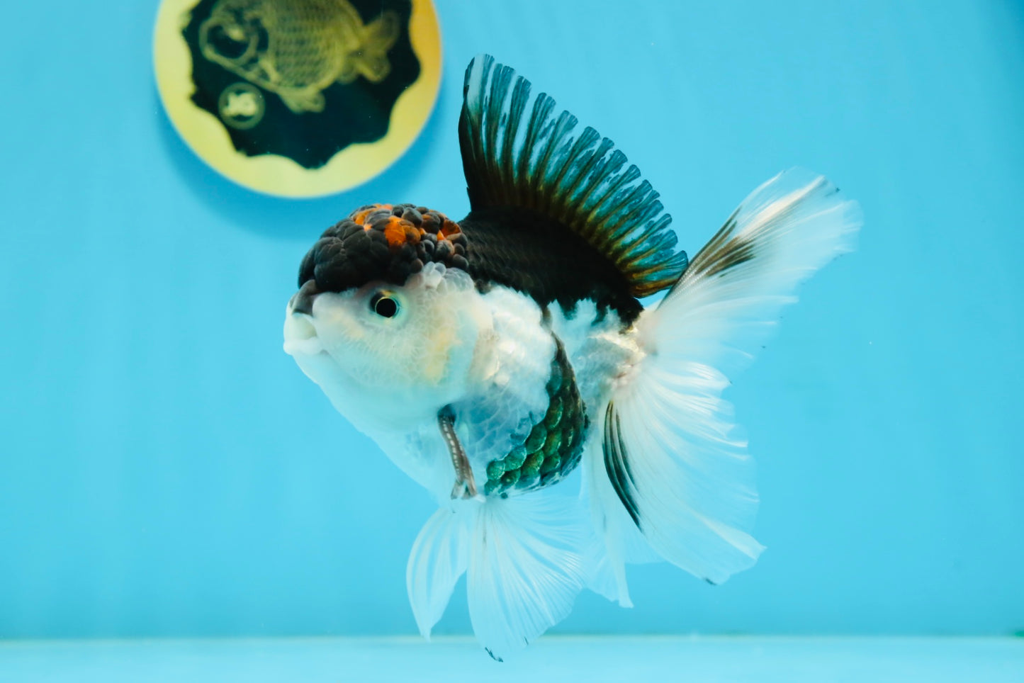 A Grade Tricolor Oranda Male 4.5-5 inches #112924OR_15