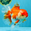 JUMBO AAA Grade Red White Oranda Female 7 inches #040326OR_22