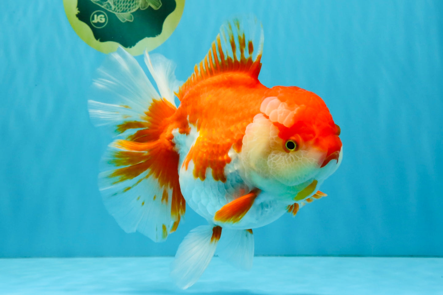 JUMBO AAA Grade Red White Oranda Female 7 inches #040326OR_22