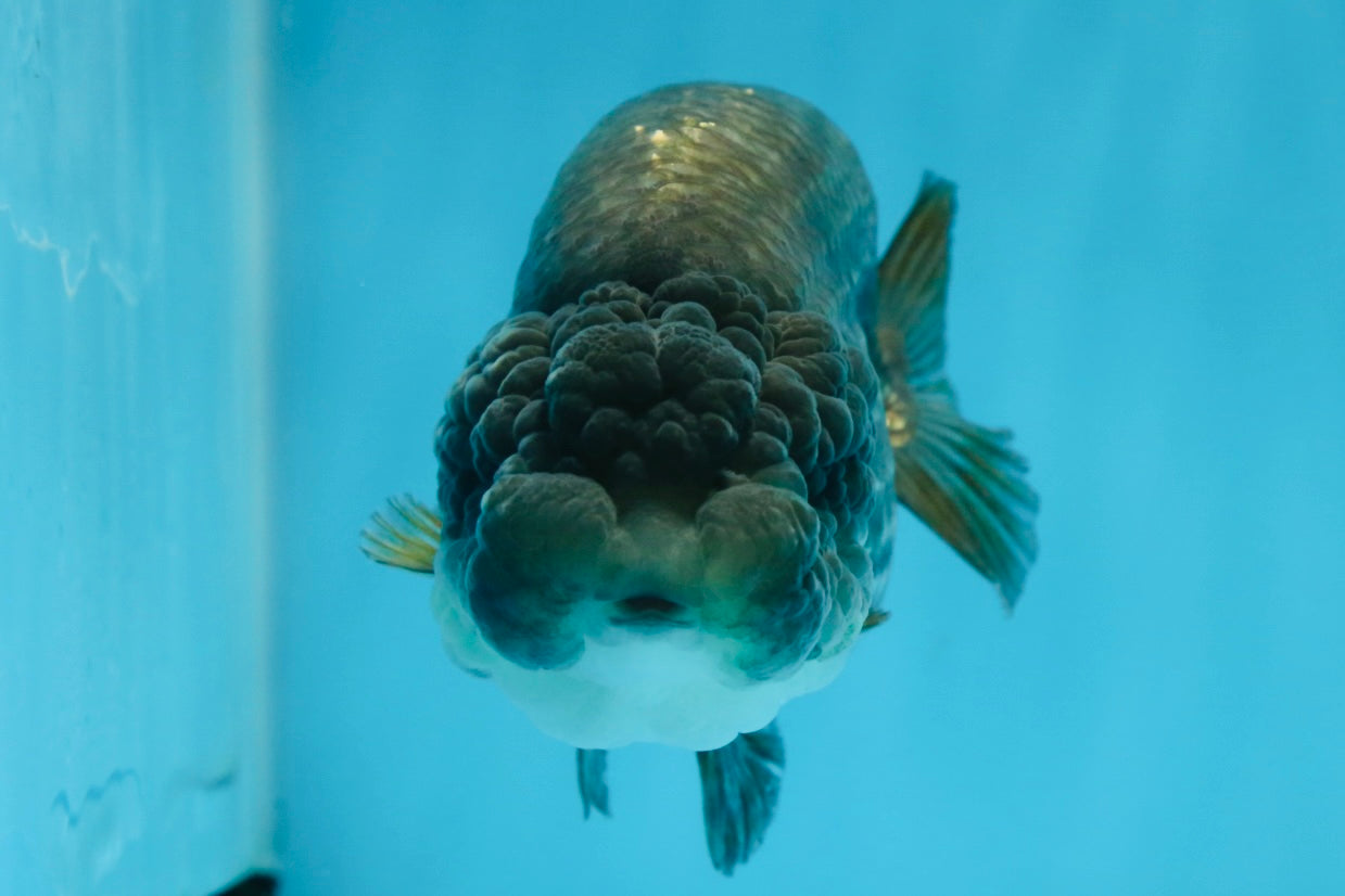 A Grade RARE Blue LionQueen 4.5 inches #062025LC_12