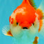 SPECIAL AAA Grade Red White Yuanbao Male 5-5.5 inches #050826YB_09