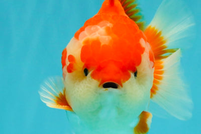 SPECIAL AAA Grade Red White Yuanbao Male 5-5.5 inches #050826YB_09