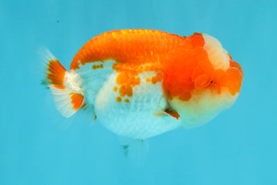 UNIQUE A Grade Jade Head Red White LionQueen 4 inches #030626LC_05