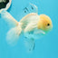 AAA Grade Panda Matte White Pompoms Oranda Male 4.5-5 inches #0503OR_12