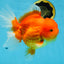 SUPER CUTE A Grade Red White Oranda Female 6.5 inches #110725OR_01
