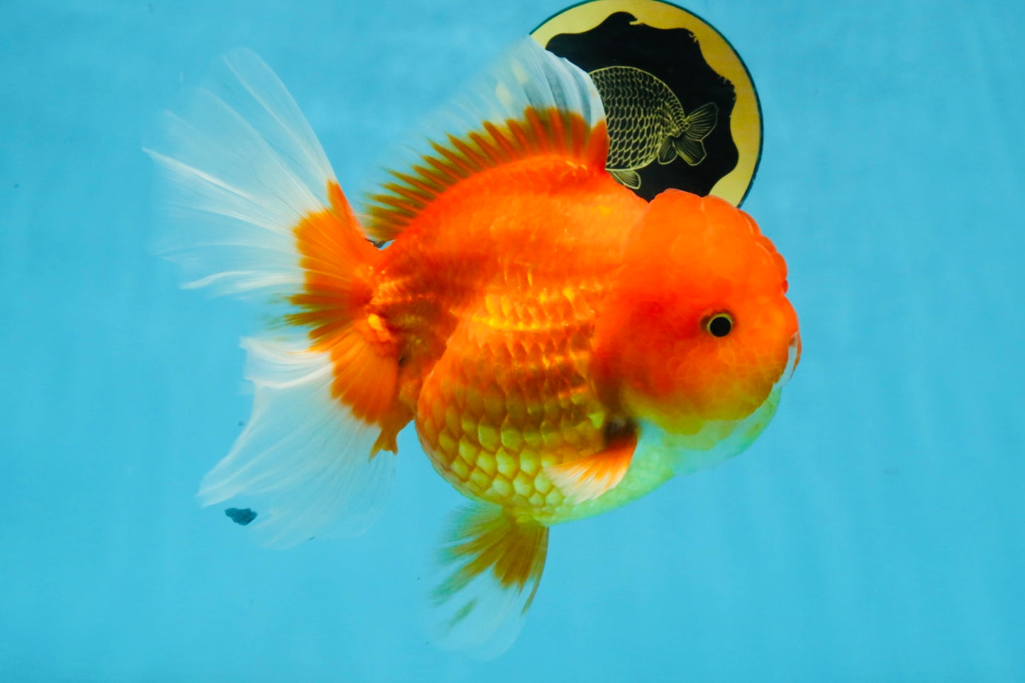 SUPER CUTE A Grade Red White Oranda Female 6.5 inches #110725OR_01