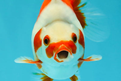 SPECIAL AAA Grade Red White Ryukin Female 4-4.5 inches #042426RK_03