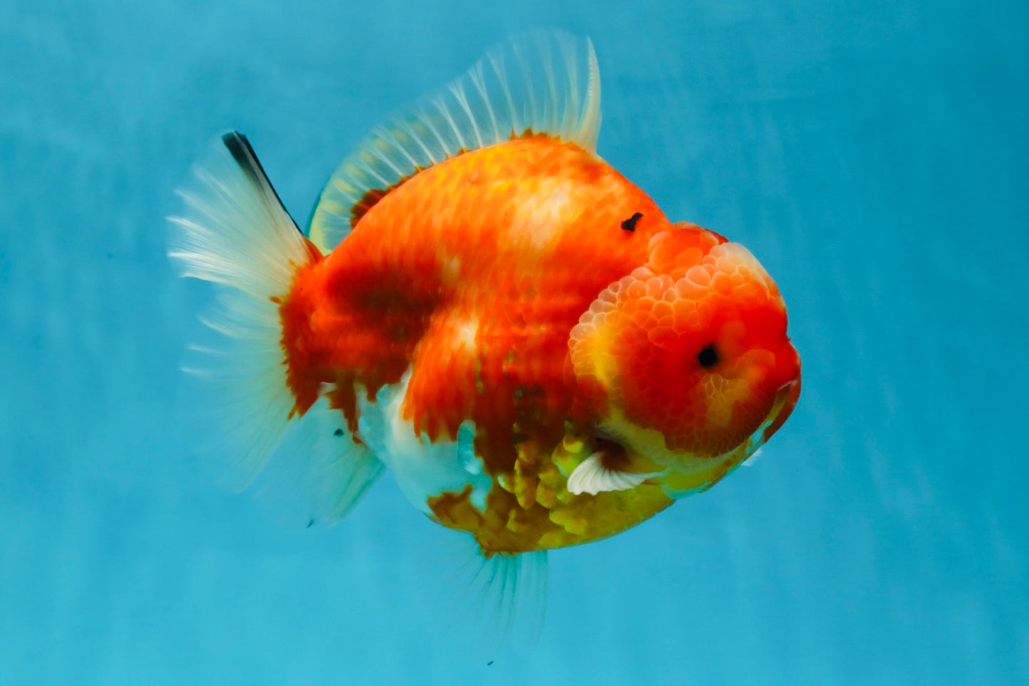 AAA Grade Godzilla Sakura Yuanbao Female 6 inches #050925YB_23