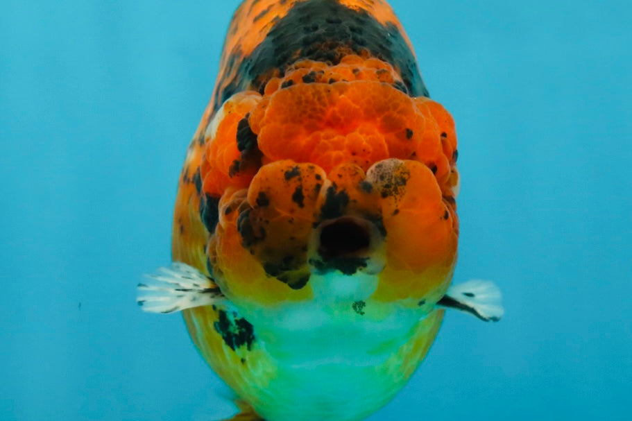 AAA Grade Tiger LionKing 5-5.5 inches #050925LC_05