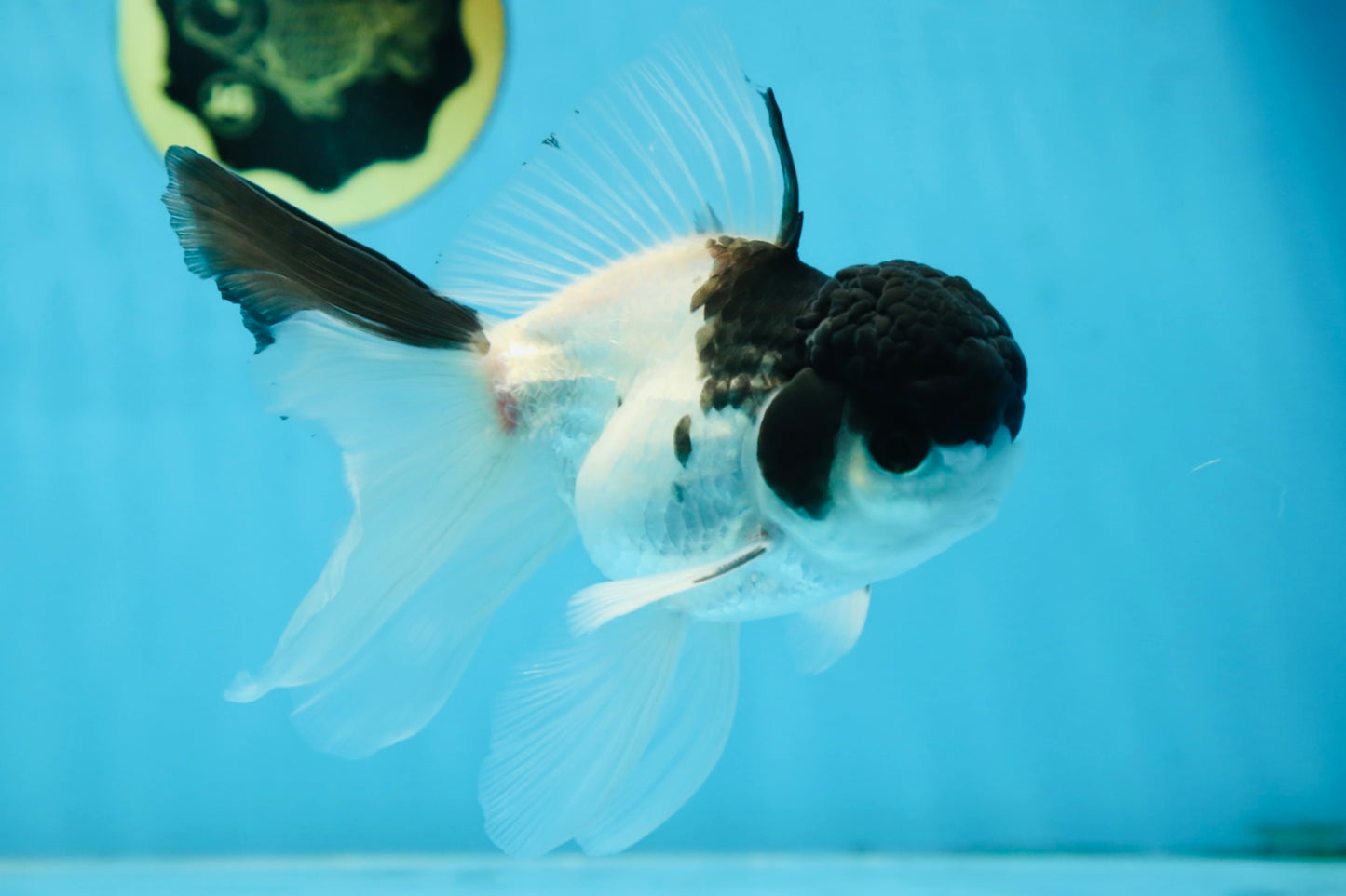 Panda Oranda Male 5.5 inches #090525OR_16