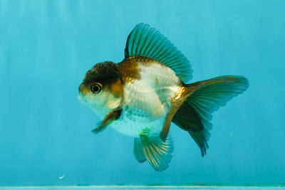 Panda Oranda Male 3.5 inches #1011OR_25