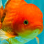 A Grade Red White Oranda Male 5.5 inches #091826OR_06