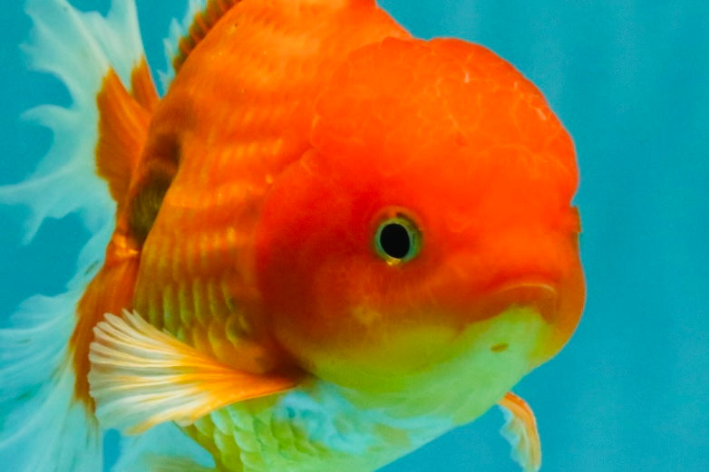 A Grade Red White Oranda Male 5.5 inches #091826OR_06
