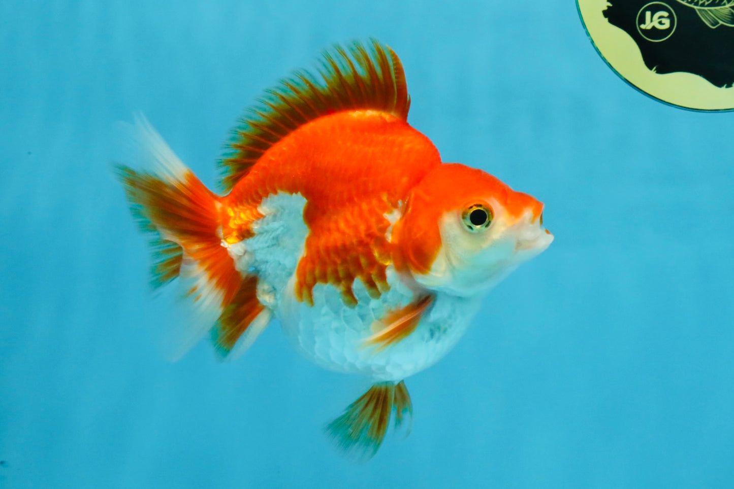 A Grade Red White Ryukin Male 4.5 inches #111425RK_11