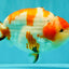 AAA Grade Super Special Sanke Kohaku Sakura Ranchu Female 6-6.5 inches #100226RC_25