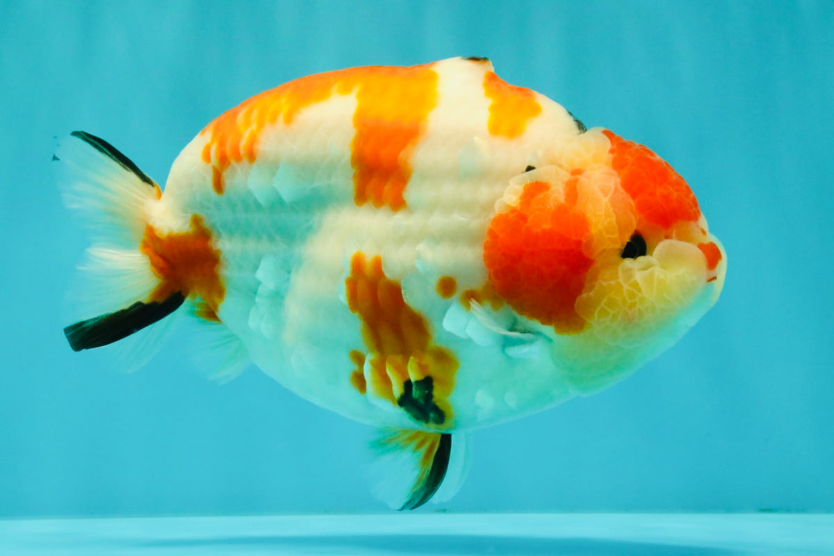 AAA Grade Super Special Sanke Kohaku Sakura Ranchu Female 6-6.5 inches #100226RC_25