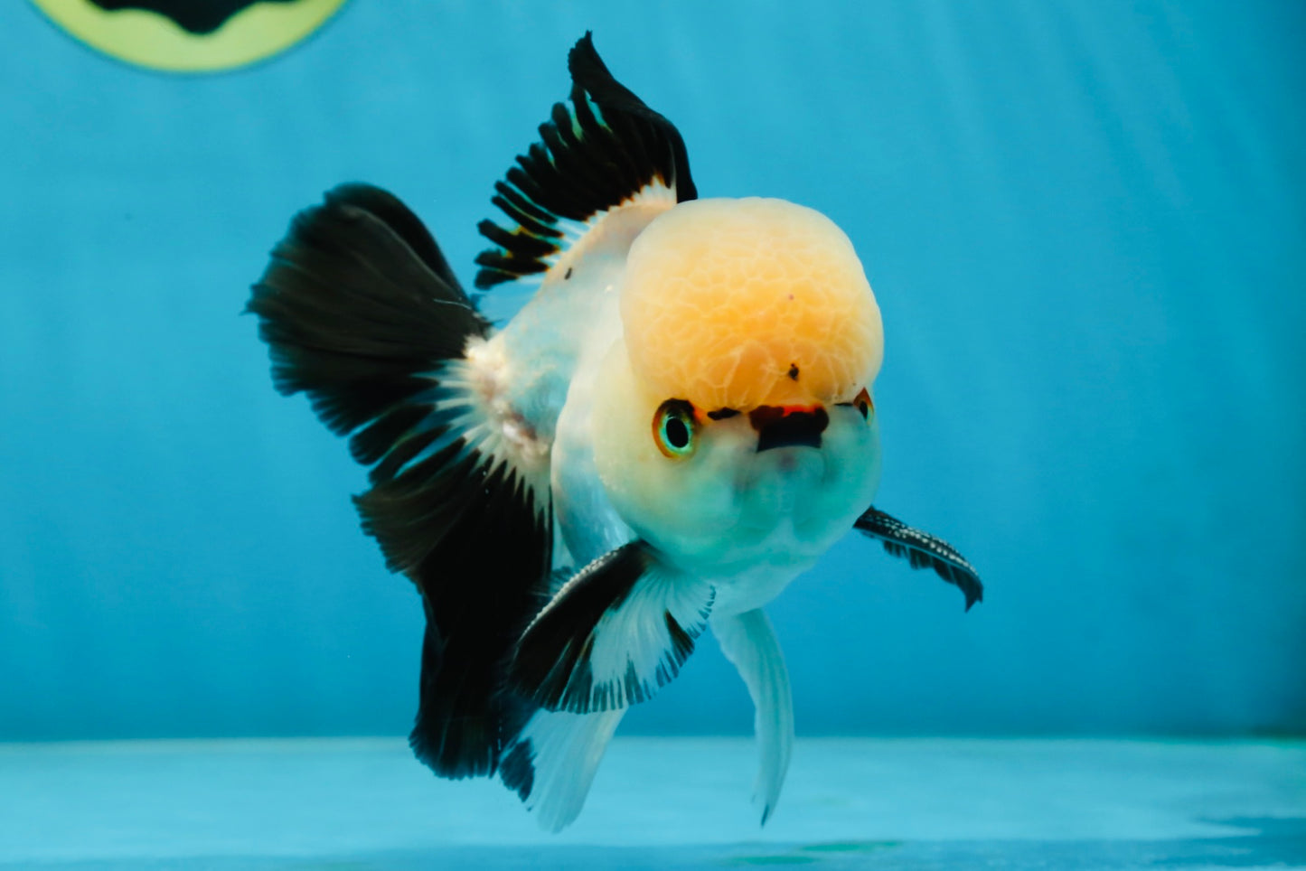 Tricolor Oranda Male 5 inches #051625OR_22