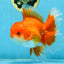 AAA Grade BEAUTY Red White Oranda Male 6 inches #082925OR_16
