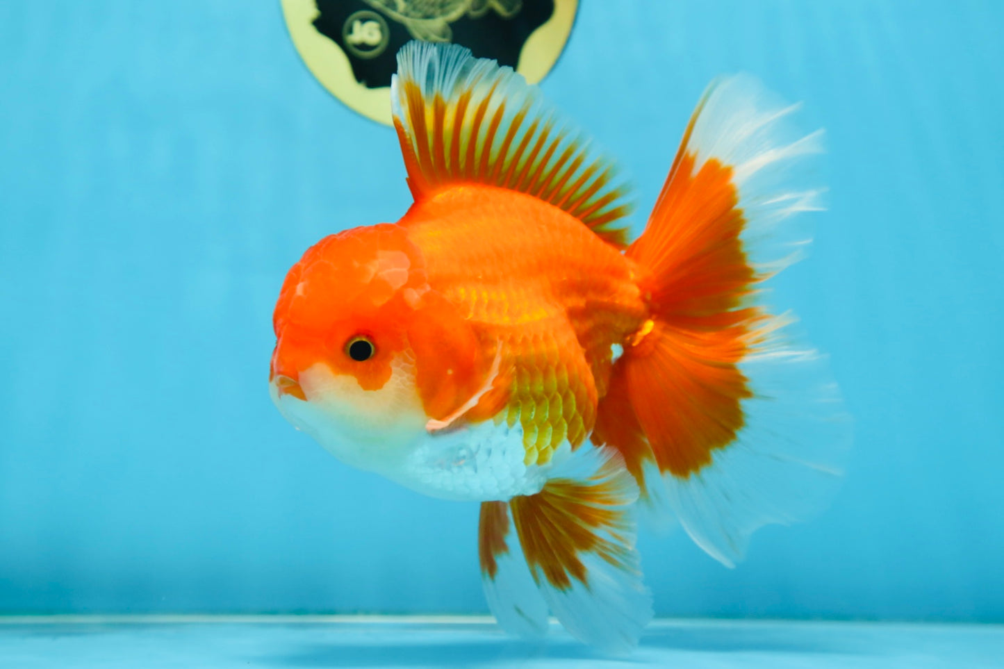 AAA Grade BEAUTY Red White Oranda Male 6 inches #082925OR_16