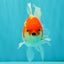 A Grade Kohaku Red White Oranda Male 5.5-6 inches #082126OR_02