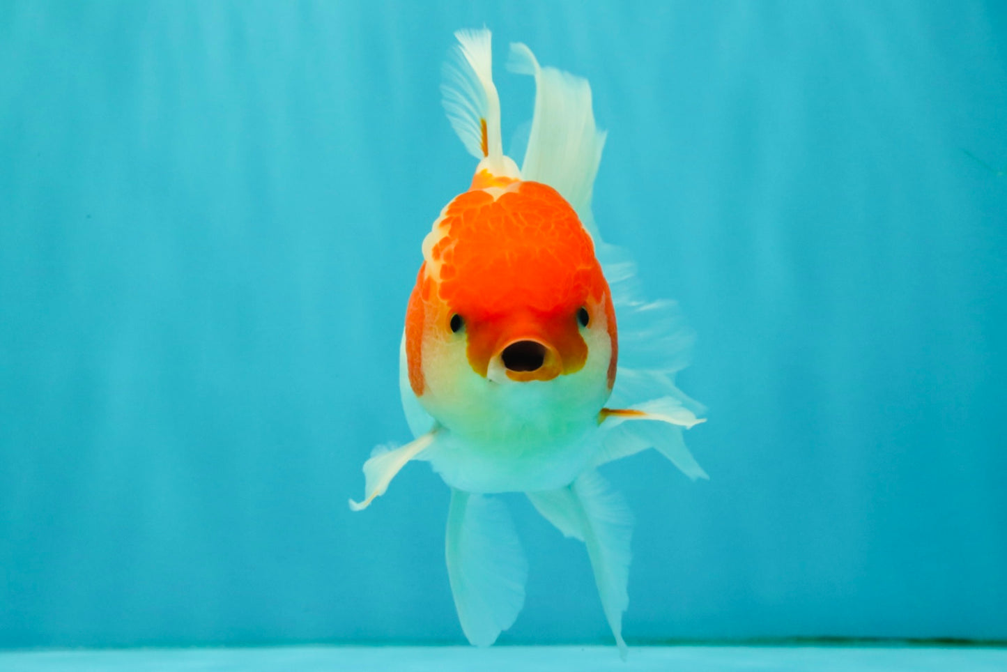 A Grade Kohaku Red White Oranda Male 5.5-6 inches #082126OR_02