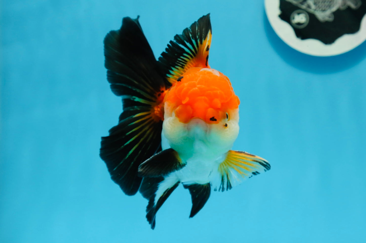 Oranda mâle tricolore de catégorie AAA de 4,5 à 5 pouces #0920OR_19