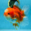 A Grade Jade Head Red White Oranda Female 6 inches #091225OR_13