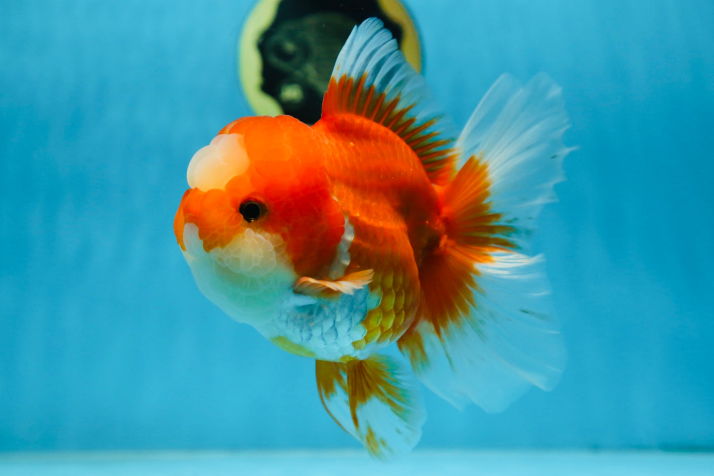 A Grade Jade Head Red White Oranda Female 6 inches #091225OR_13