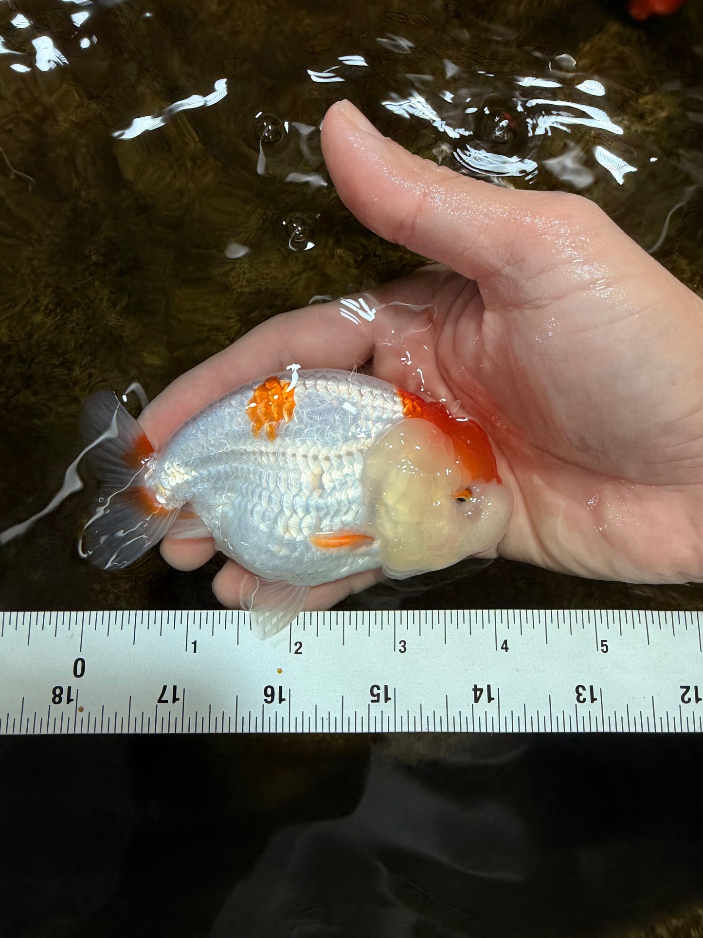 A Grade Red White LionQueen 4 inches #112125LC_13