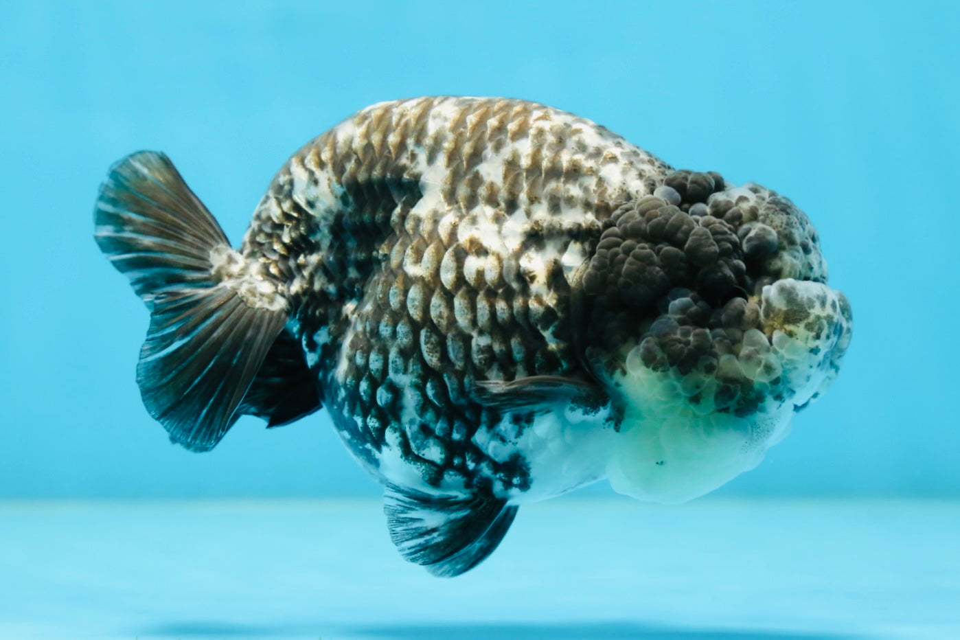 AAA Grade White Tiger LionQueen 5-5.5 inches #081525LC_04