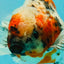 Calico Oranda Male 6.5-7 inches #071026OR_31