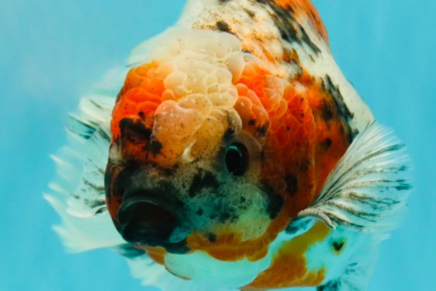 Calico Oranda Male 6.5-7 inches #071026OR_31