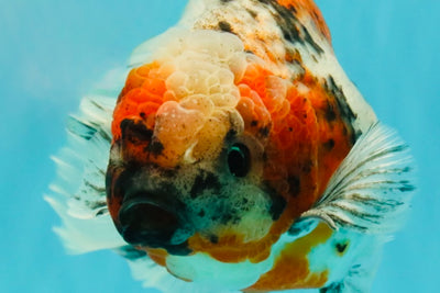 Calico Oranda Male 6.5-7 inches #071026OR_31
