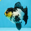 Panda Oranda Female 4.5-5 inches #071125OR_08
