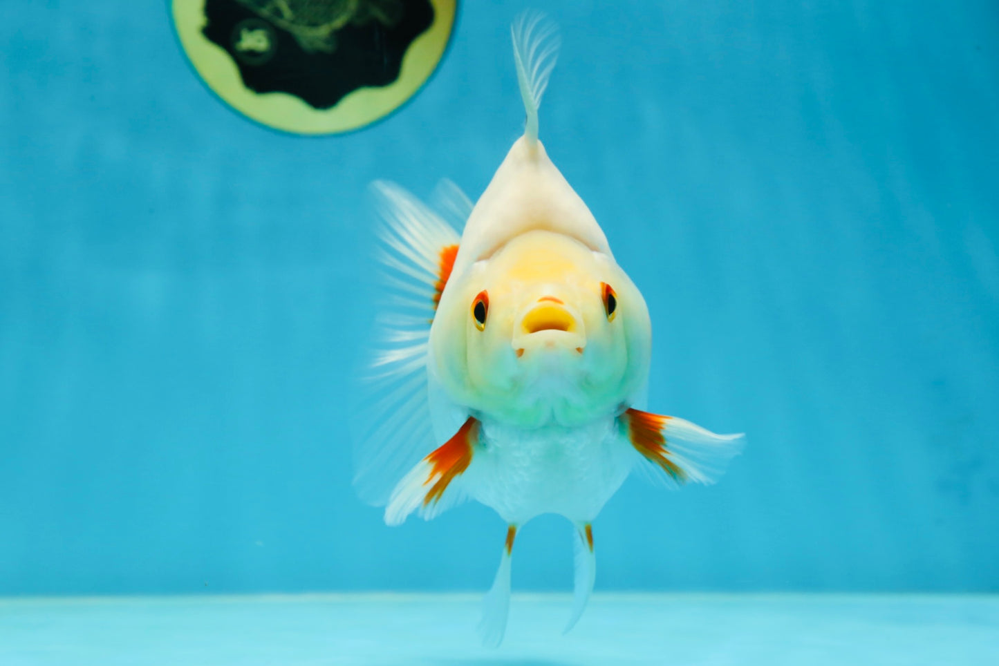 AAA Grade Red White Ryukin Female 5-5.5 inches #060625RK_33