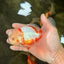 A Grade Red White Oranda Male 5.5 inches #102326OR_16