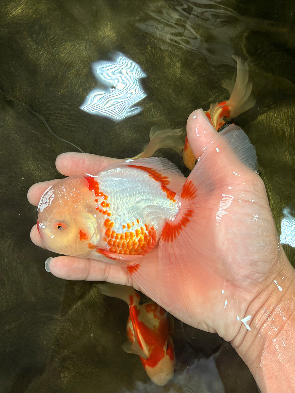 A Grade Red White Oranda Male 5.5 inches #102326OR_16