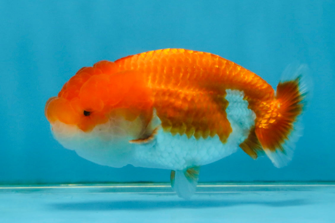 Red White Lionchu Female 4 inches #121225LC_11