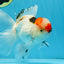 A Grade Tricolor Oranda Male 5.5 inches #070425OR_17