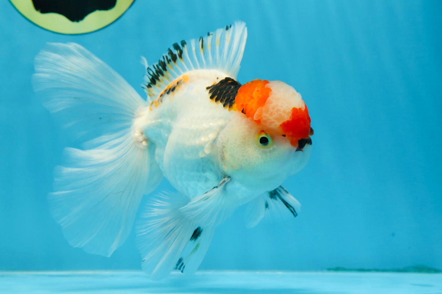 A Grade Tricolor Oranda Male 5.5 inches #070425OR_17