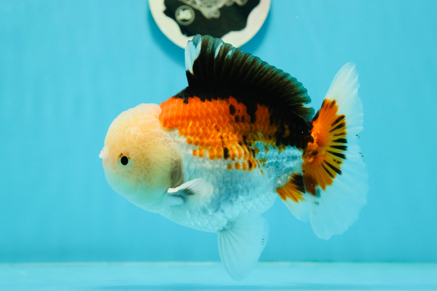 AAA Grade Pompoms Tricolor Yuanbao Male 5.5 inches #1011YB_10