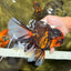 A Grade Tiger Oranda Male 7.5-8 inches #101626OR_17