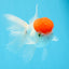 Red Cap Oranda Male 4.5 inches #0920OR_22