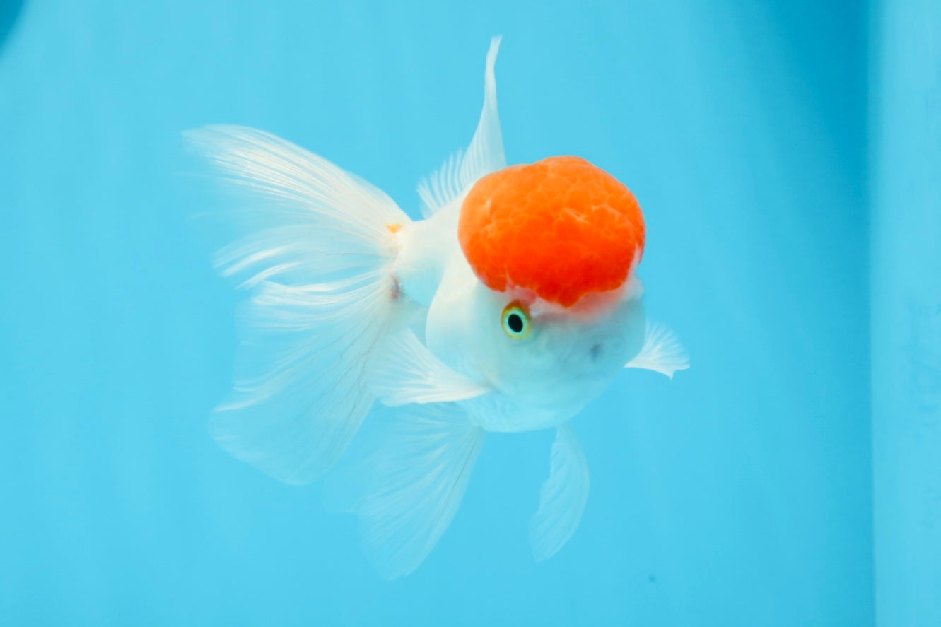 Red Cap Oranda Male 4.5 inches #0920OR_22