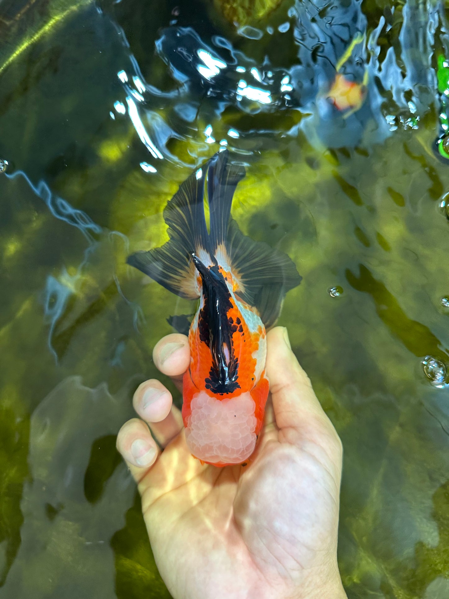 UNIQUE Tricolor Oranda Male 5 inches #100325OR_21