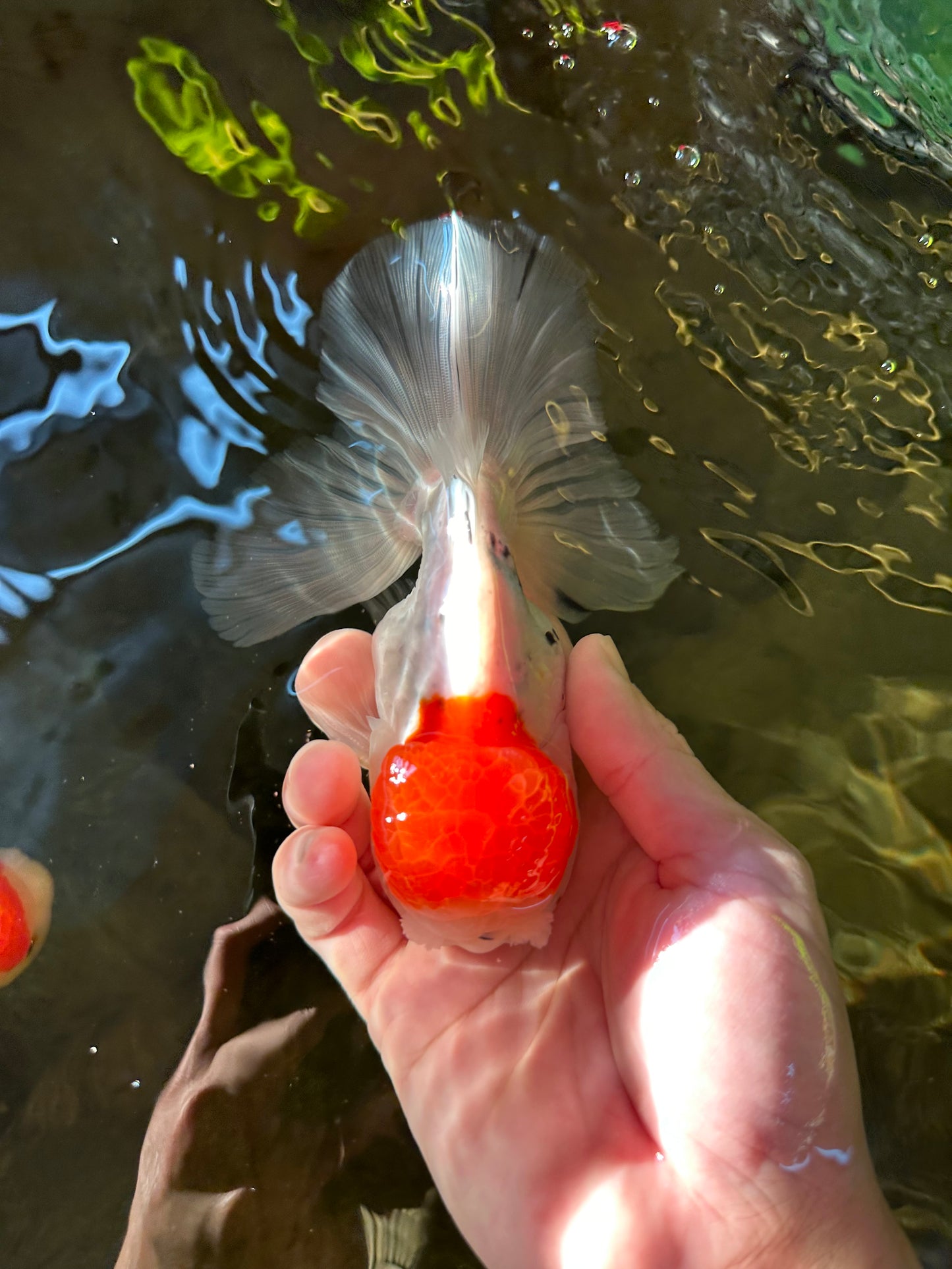 A Grade Sakura Oranda Male 5 inches #110824OR_11