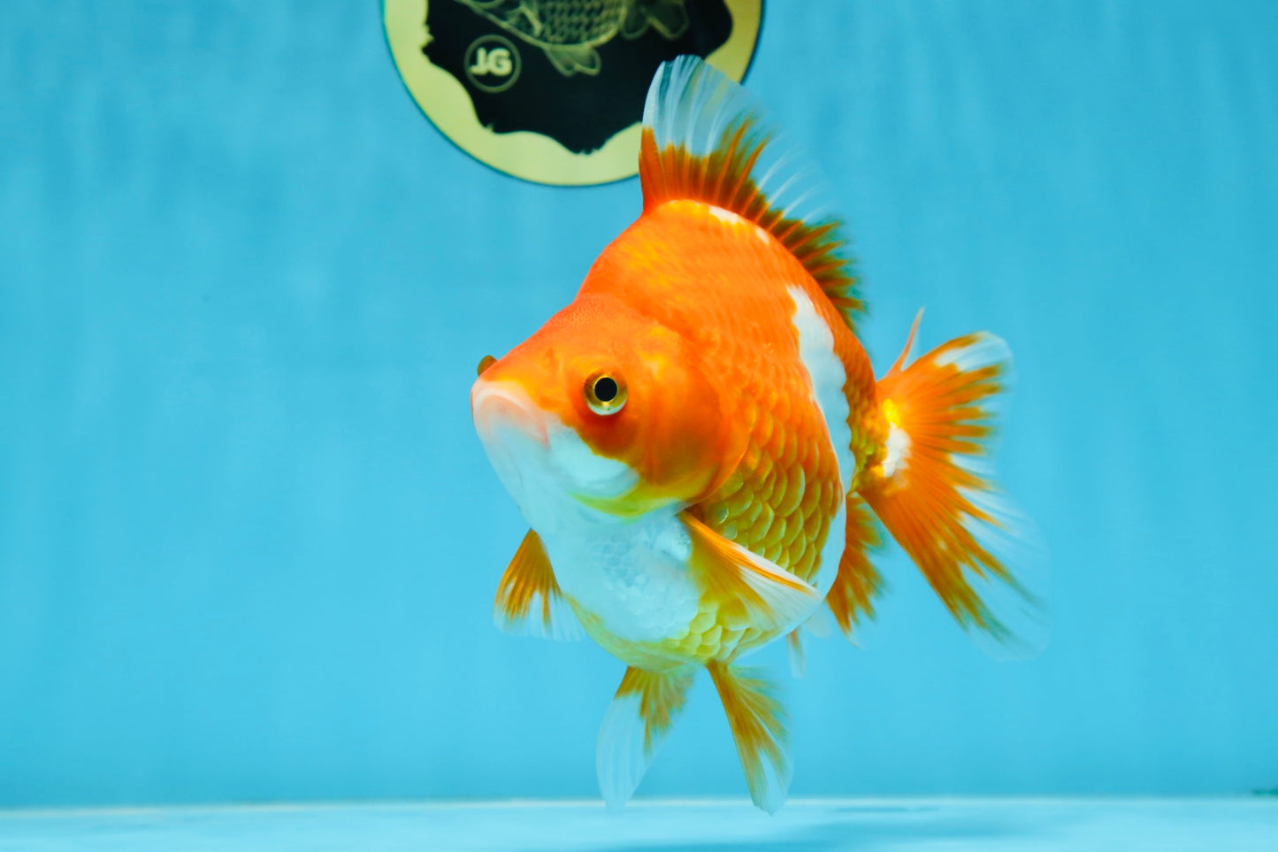 AAA Grade Ryukin Red White Female 5.5 inches #070425RK_02